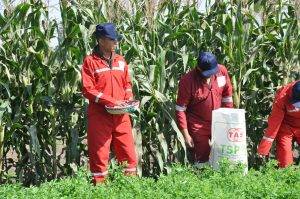 prezzi attuali dei fertilizzanti per tonnellata