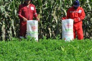 fertilizzante superfosfato singolo