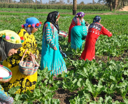 Egypt Urea in Agriculter